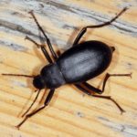 GÖLCÜK KARAFATMA İLAÇLAMA