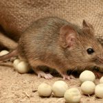 KARTEPE FARE İLAÇLAMA