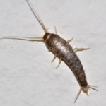 GÜMÜŞ BÖCEĞİ İLAÇLAMA – BİLİM BÖCEK İLAÇLAMA