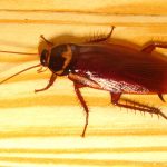 Hamam Böceği İlaçlaması Nasıl Yapılır?