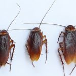 FATİH KALORİFER BÖCEĞİ İLAÇLAMA