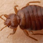 Sapanca Tahtakurusu İlaçlama