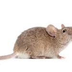 İZMİR FARE İLAÇLAMA