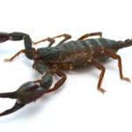 ÇANKAYA AKREP İLAÇLAMA