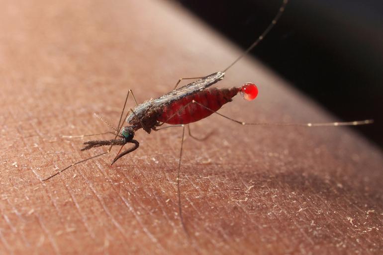Sivrisinekler Niçin Sokar?