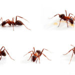 Karıncalar Neden Evlerimize Girer?