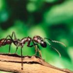 KEÇİÖREN KARINCA İLAÇLAMA