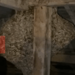 ÜSKÜDAR ARI İLAÇLAMA