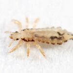 Bahçeşehir Kuş Biti İlaçlama